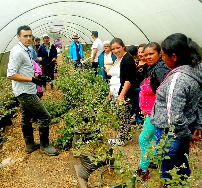 Plantas medicinales