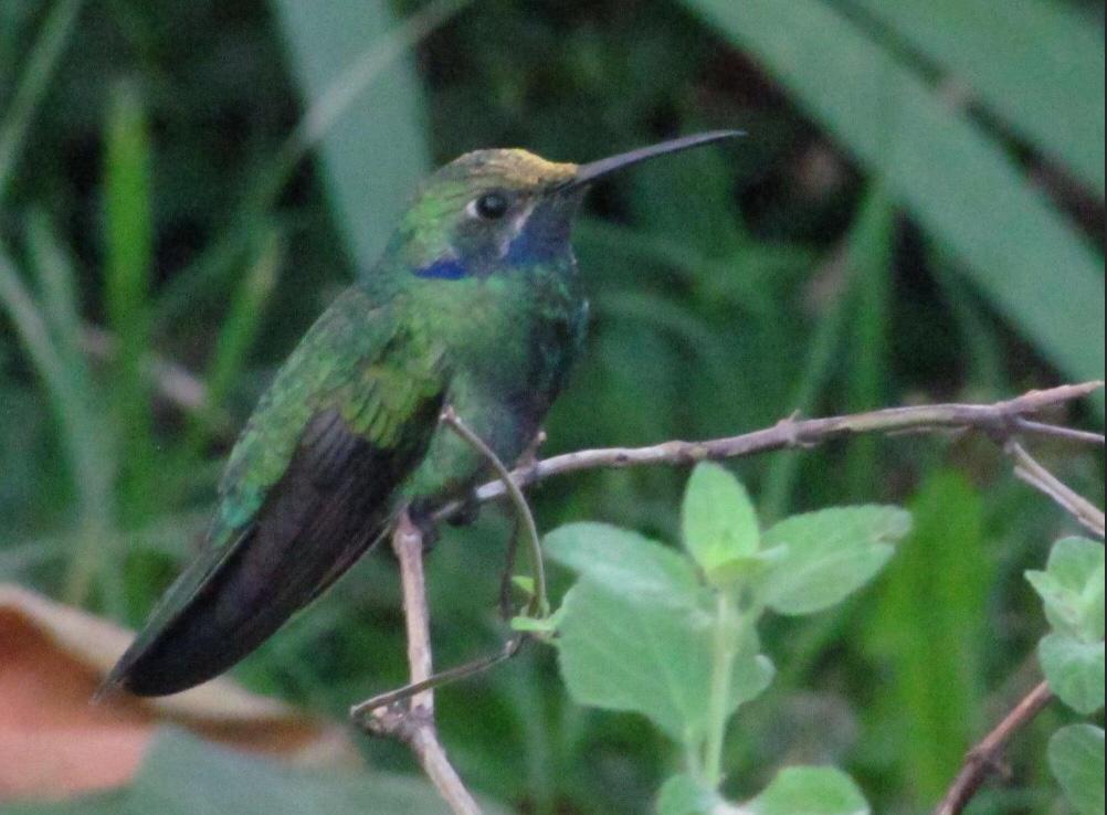 colibri