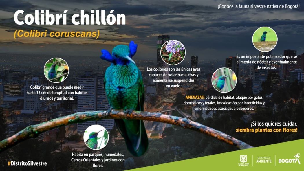 Imagen del colibrí