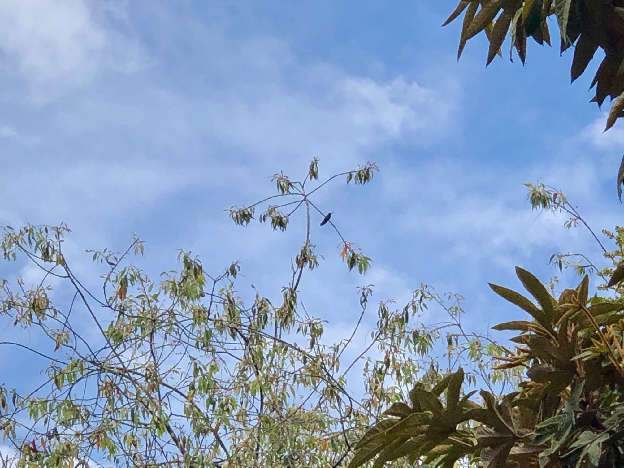 Colibrí chillón en la copa de un árbol de cerezo 