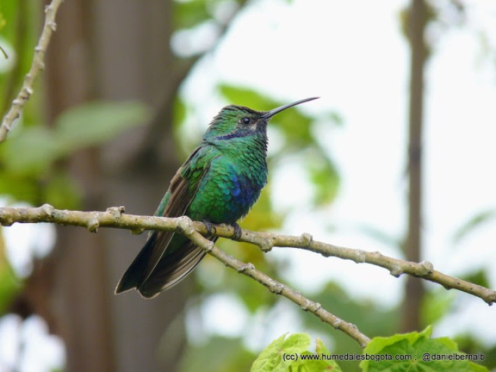 colibri