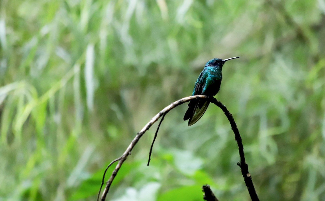 colibri