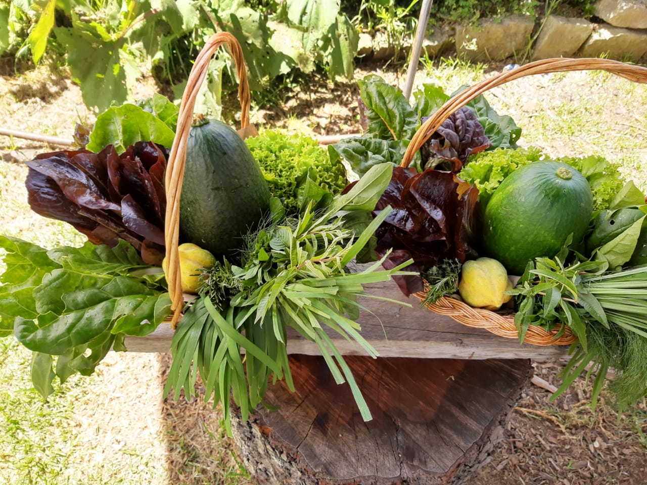 Imagen de una canasta de vegetales obtenidos de una huerta urbana.