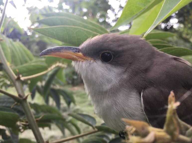 Cuco americano