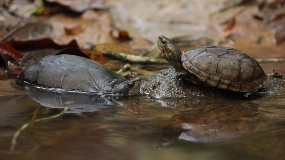 Imagen de tortugas.