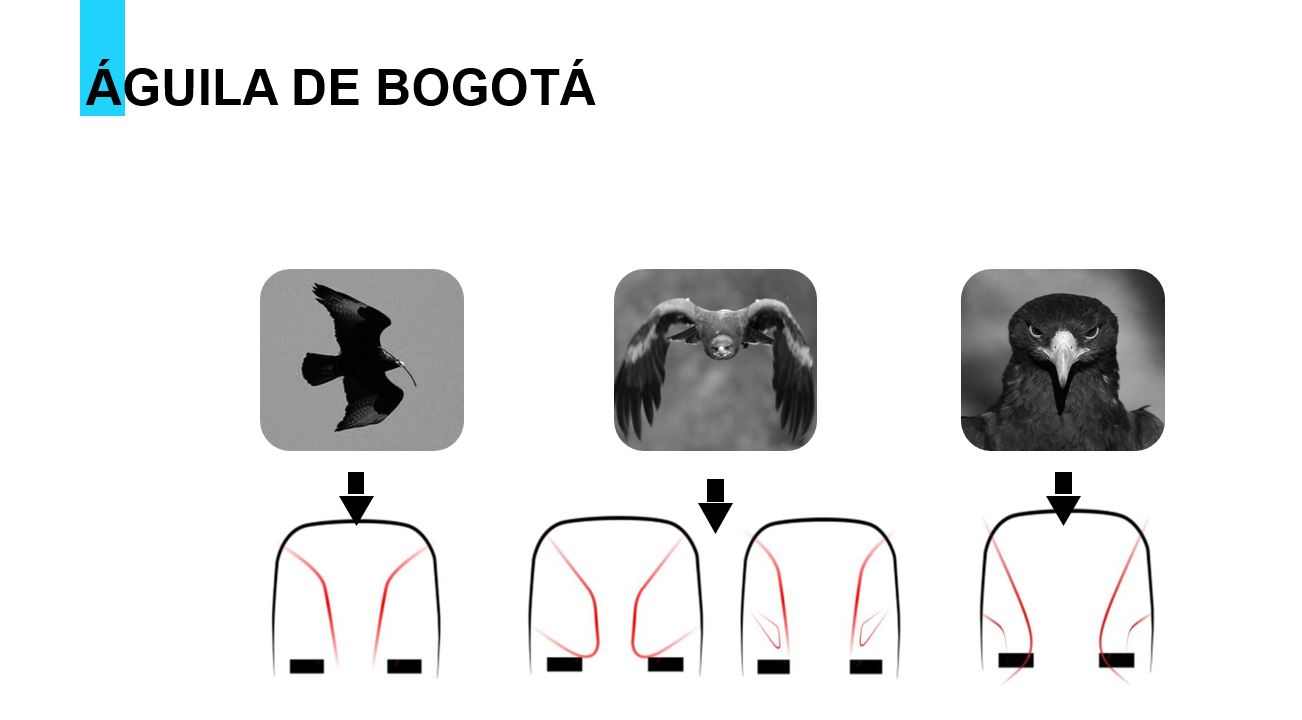 Primera Línea del Metro Bogotá: el águila en el diseño de los trenes