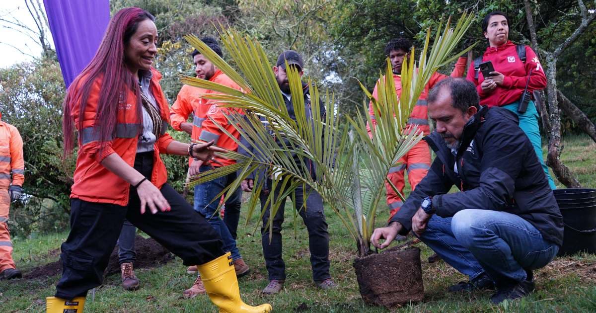 Distrito plantó 437 nuevos árboles como parte de los cumpleaños Bogotá