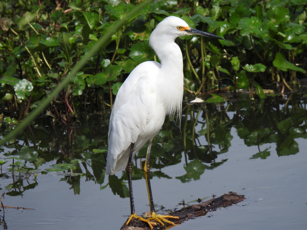 Egretta thula- Garza de dedos amarillos 