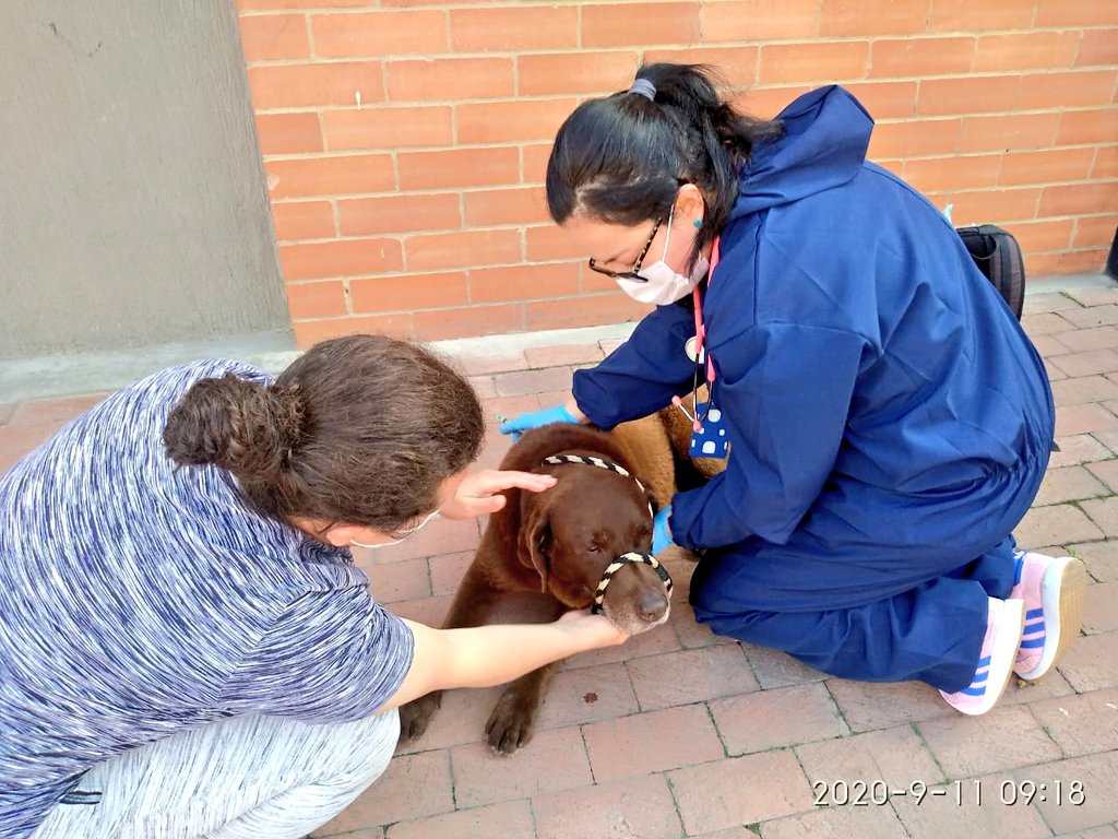 Imagen de atención a un animal de calle 