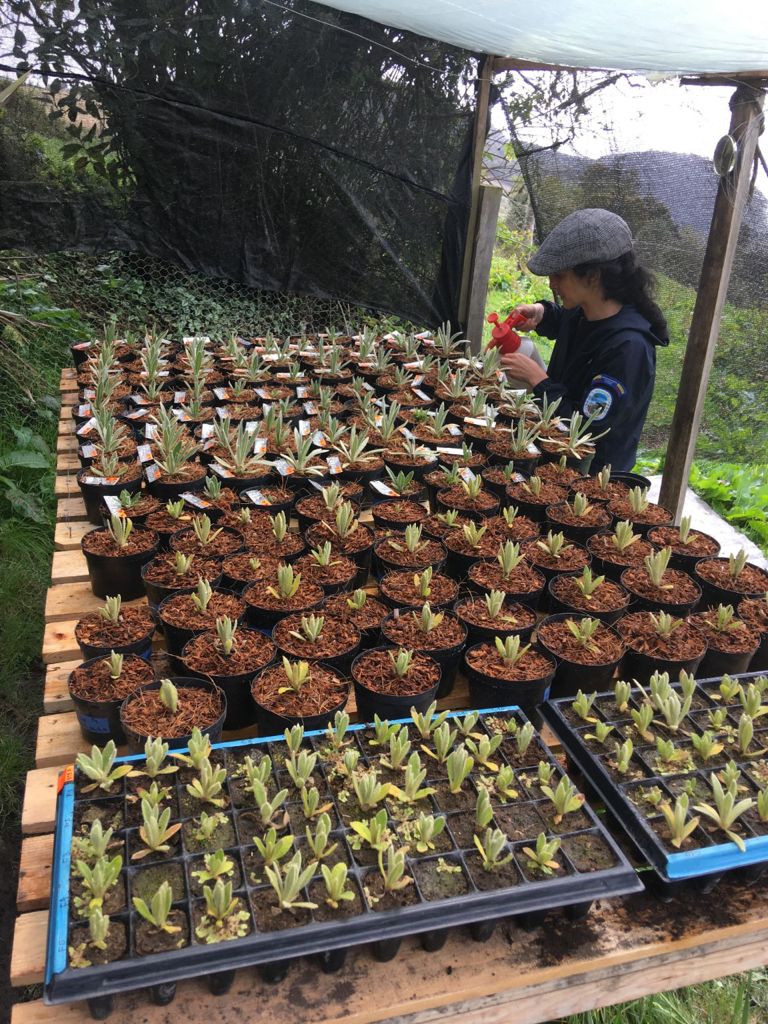 Érika Benavides, campesina de Pasca (e ingeniera agrónoma) es también coinvestigadora del proyecto y trabaja como contratista para el PNN Sumapaz. 