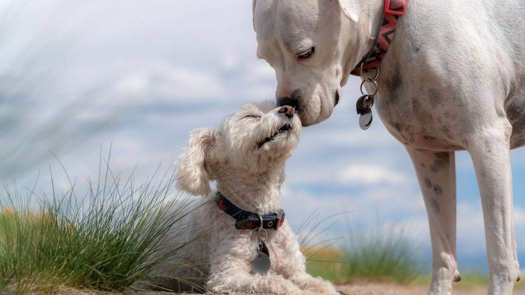 Imagen de dos perritos 