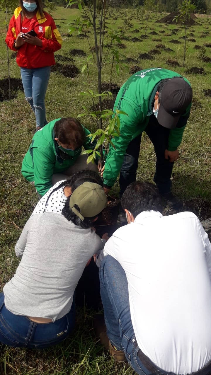 plantas