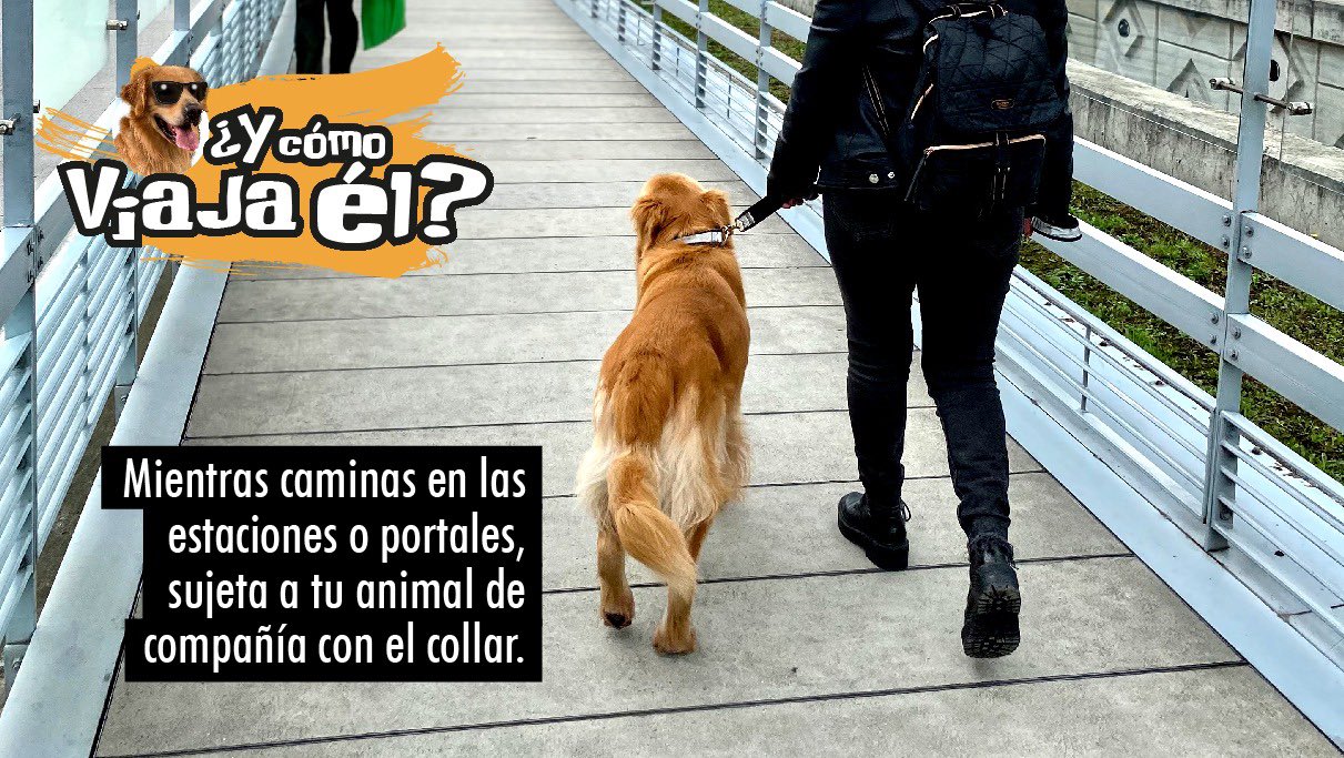 animales 