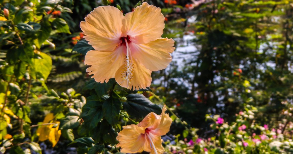 Jardín botánico de Bogotá 