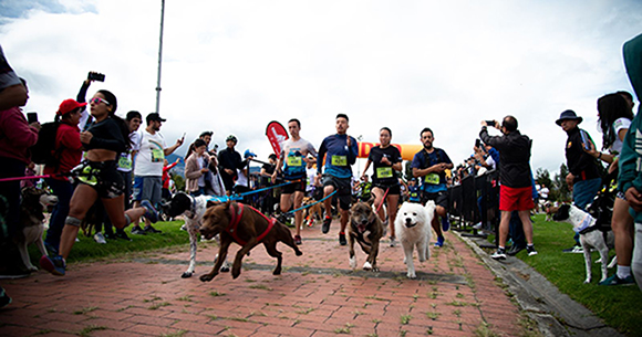 festival de verano carrera