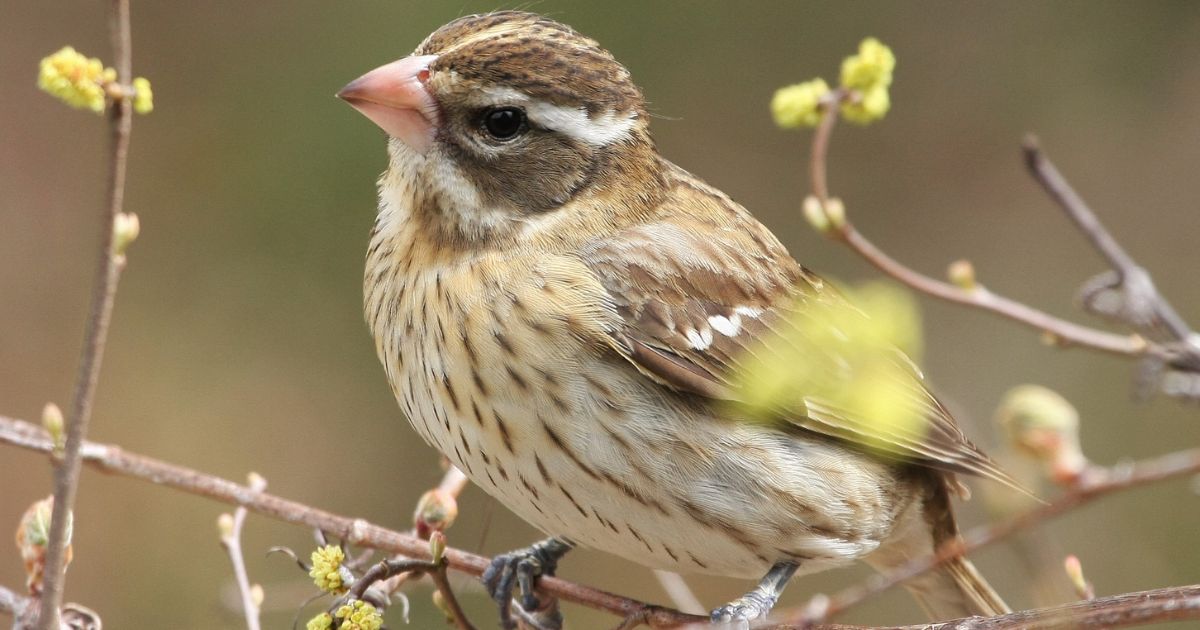 Día Mundial de las Aves