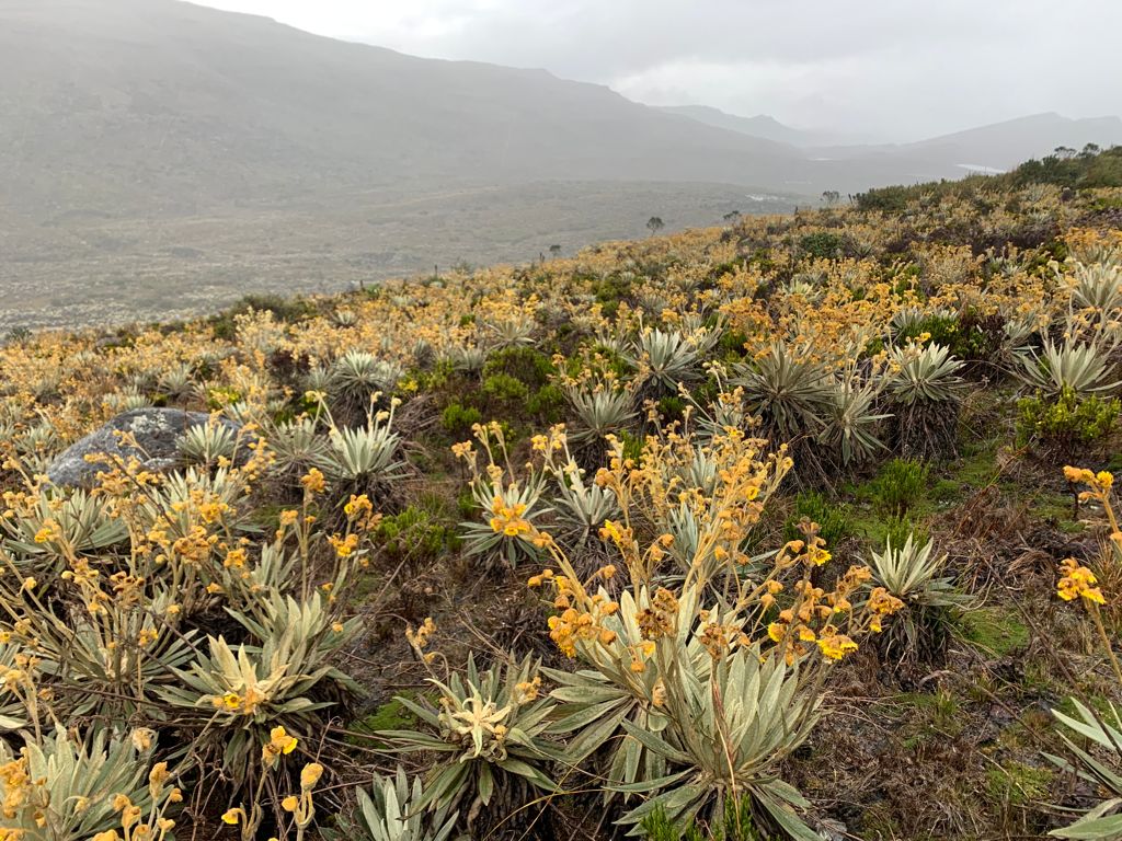 Frailejones Sumapaz 