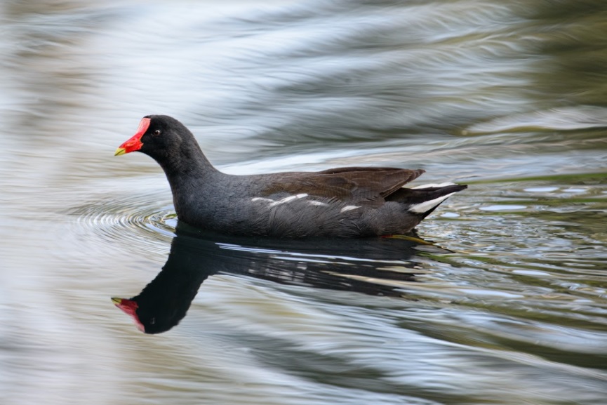 Imagen del ave gallinula