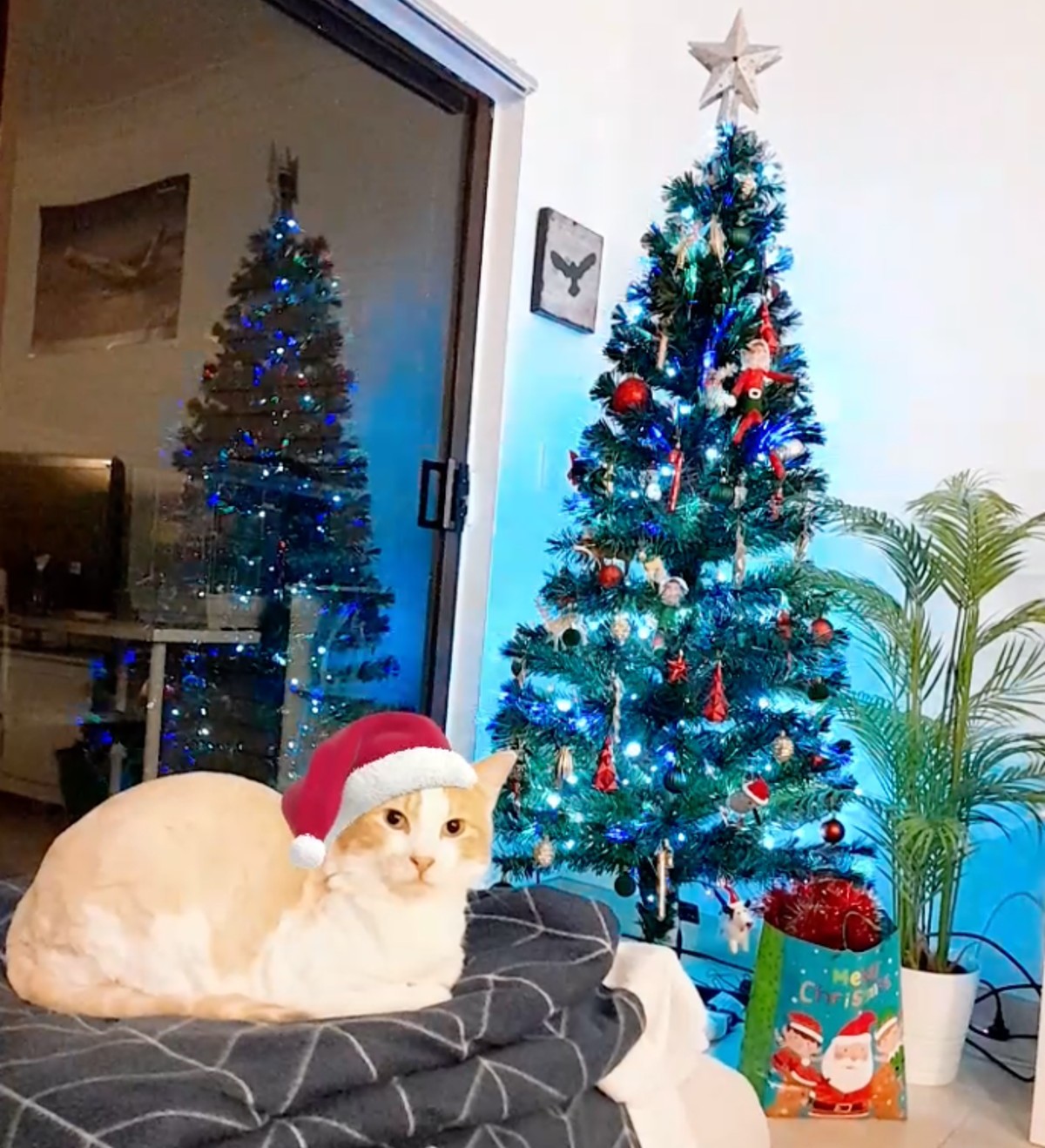 gatos en navidad