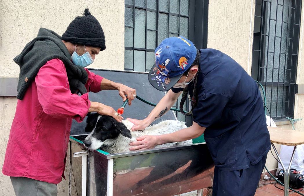 Imagen de Francisco ayudando a bañar los animales