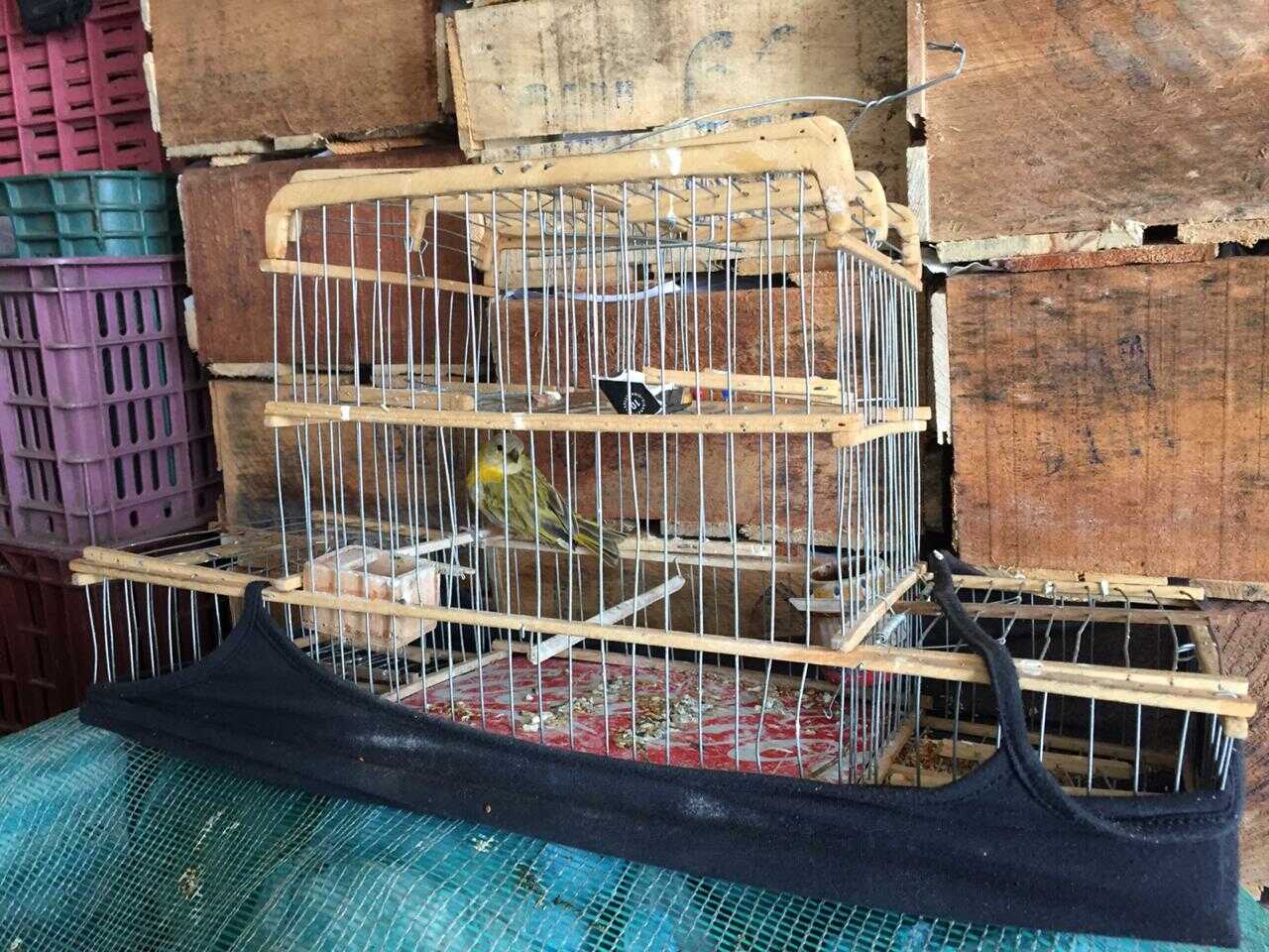 Recuperadas ocho aves silvestres que estaban siendo comercializadas - FOTO: Prensa Secretaría de Ambiente