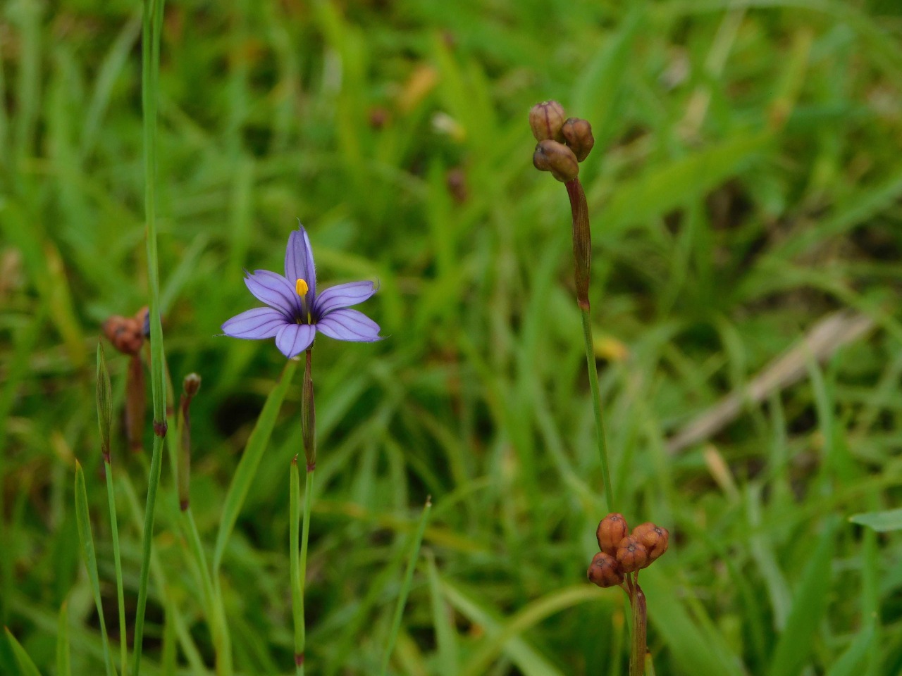 flor 