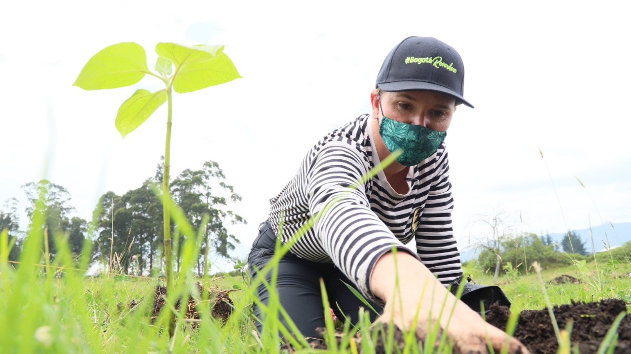 La meta de la administración distrital es plantar 802 000 individuos vegetales en toda la ciudad. Foto: Comunicaciones, Secretaría de Ambiente.