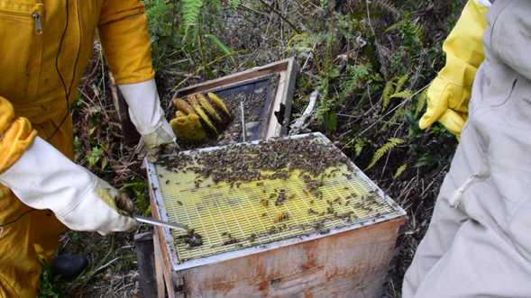 Don Noelí y sus abejas en Sumapaz: Foto: Prensa Alcaldía de Sumapaz