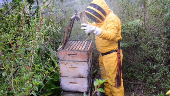 Don Noelí y sus abejas en Sumapaz: Foto: Prensa Alcaldía de Sumapaz