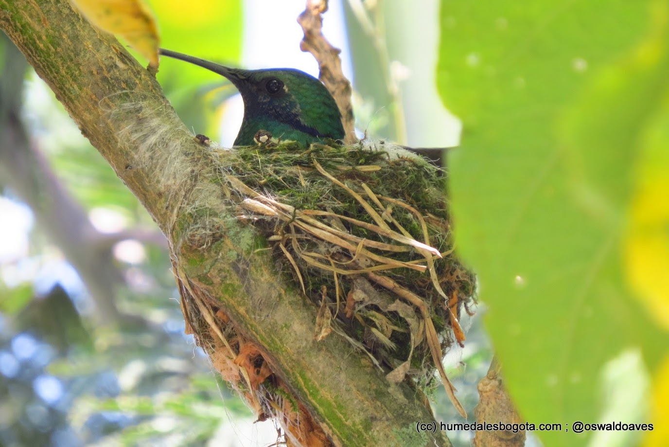 pajaro