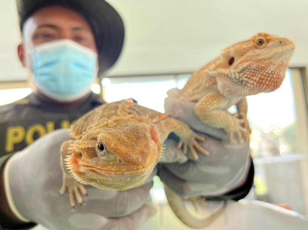 Incautación de animales silvestres y exoticos - Foto: Prensa Policía Nacional