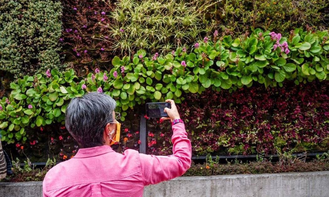 Imagen de un jardín vertical.