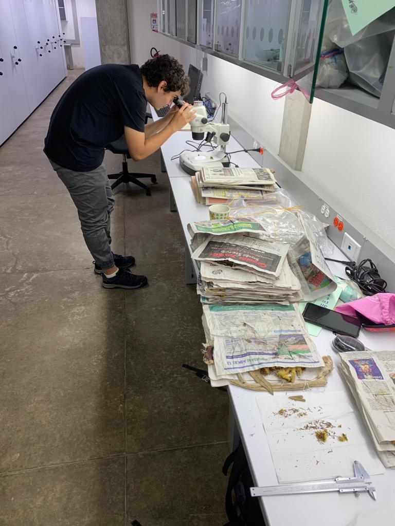 Juan Diego Antonio midiendo especímenes en el JBB. Estudiante de biología en la UN que participa en el proyecto.