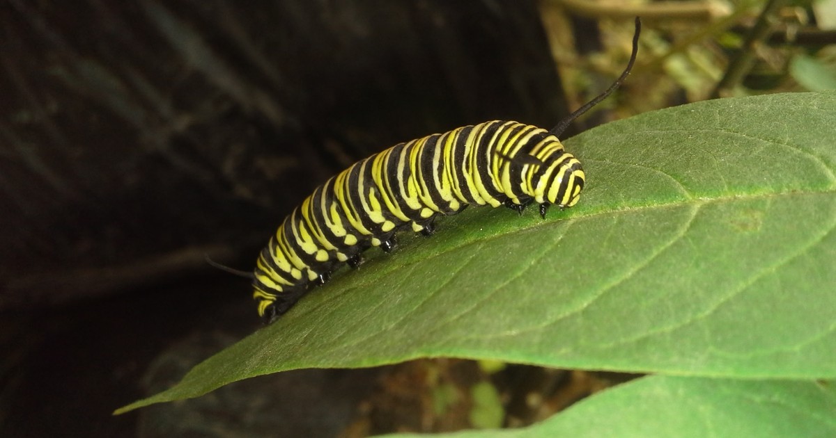 Larva de mariposa