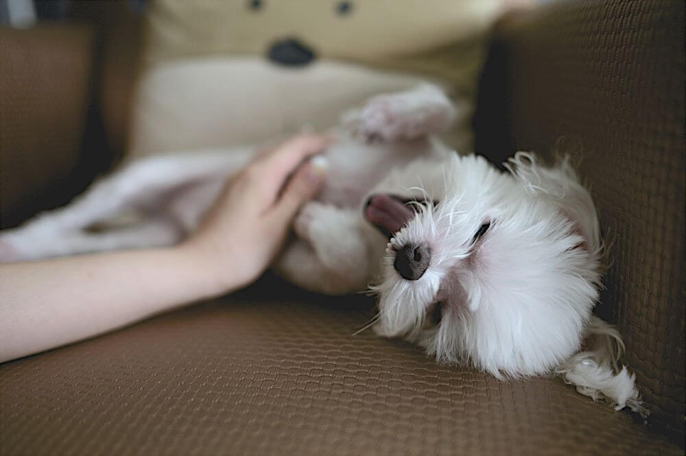 Imagen de un perro en señal de caricias.