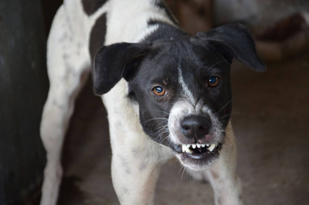 Imagen de un perro en señal de enojo.