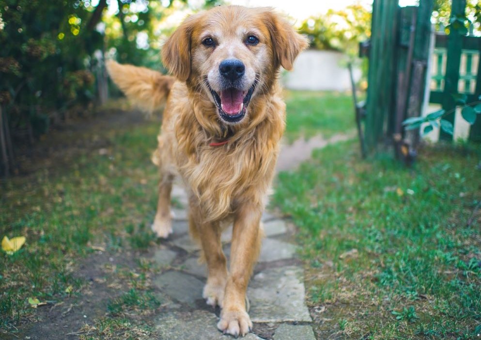 Imagen de un perro en posición de juego.