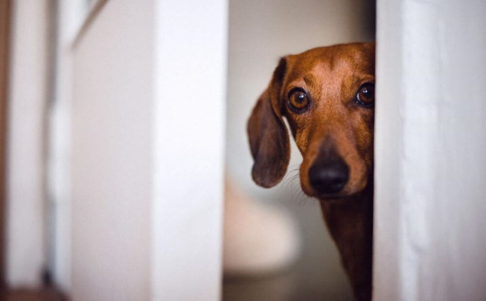 Imagen de un perro en posición de miedo