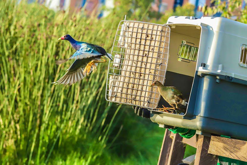 Liberación de aves Bogotá durante Día Mundial de Vida Silvestre 2025