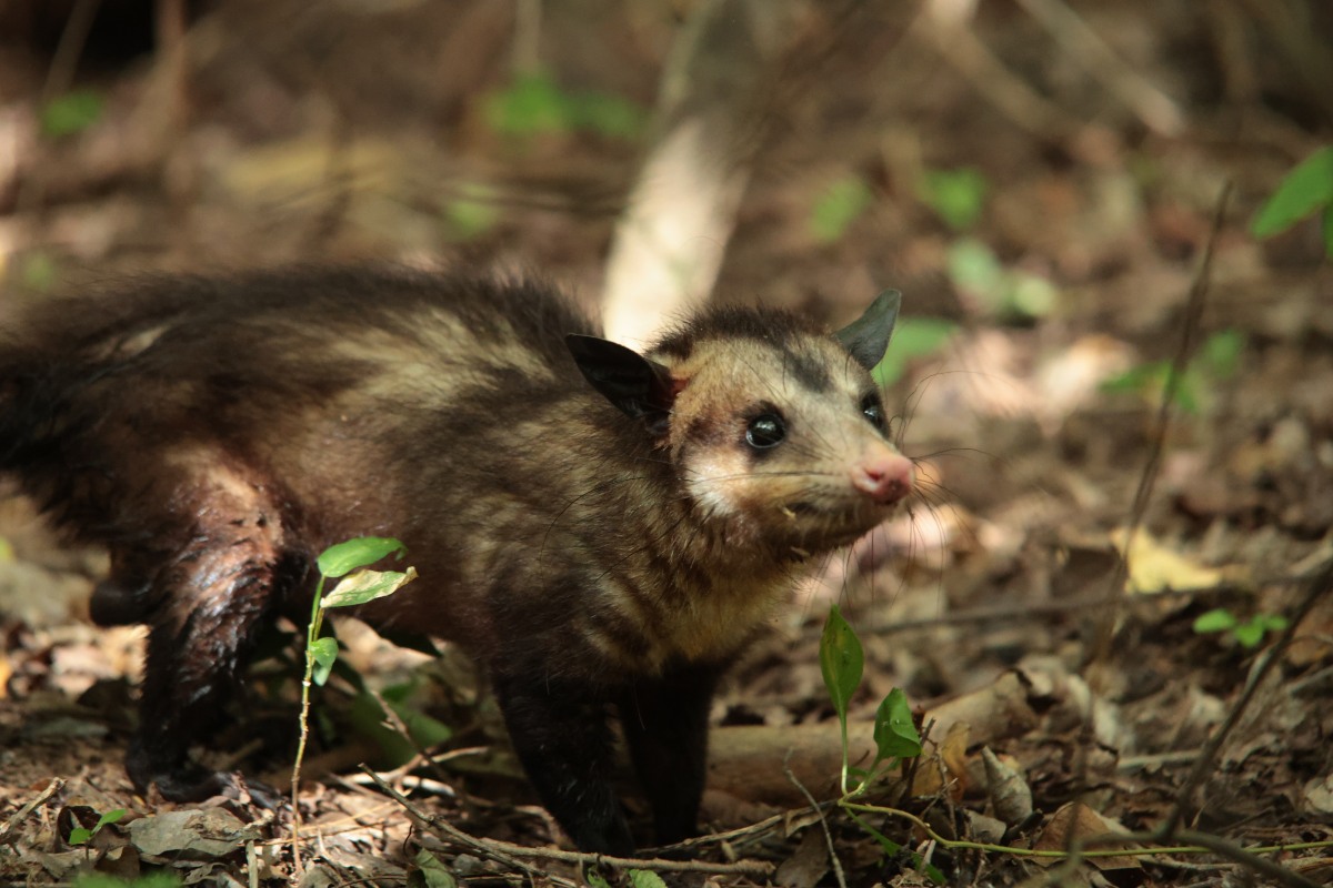 Día Mundial del Medio Ambiente: liberación animales silvestres Bogotá