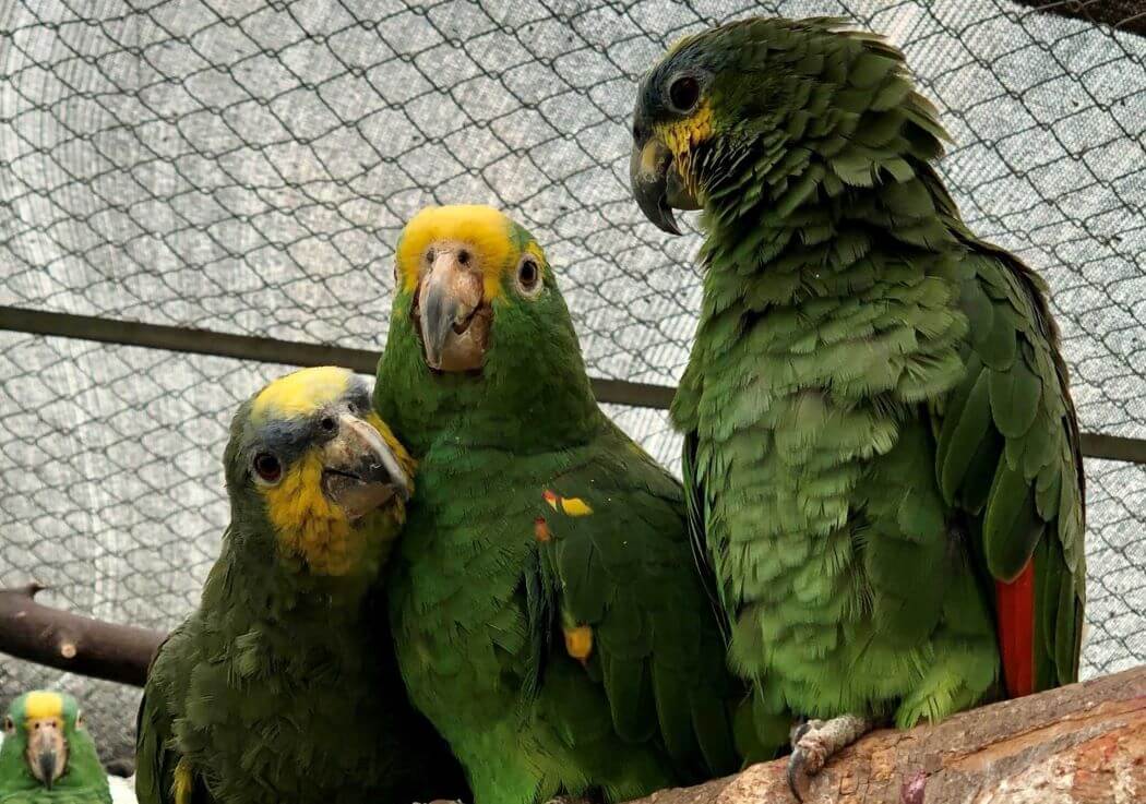 Imagen de loros en recuperación