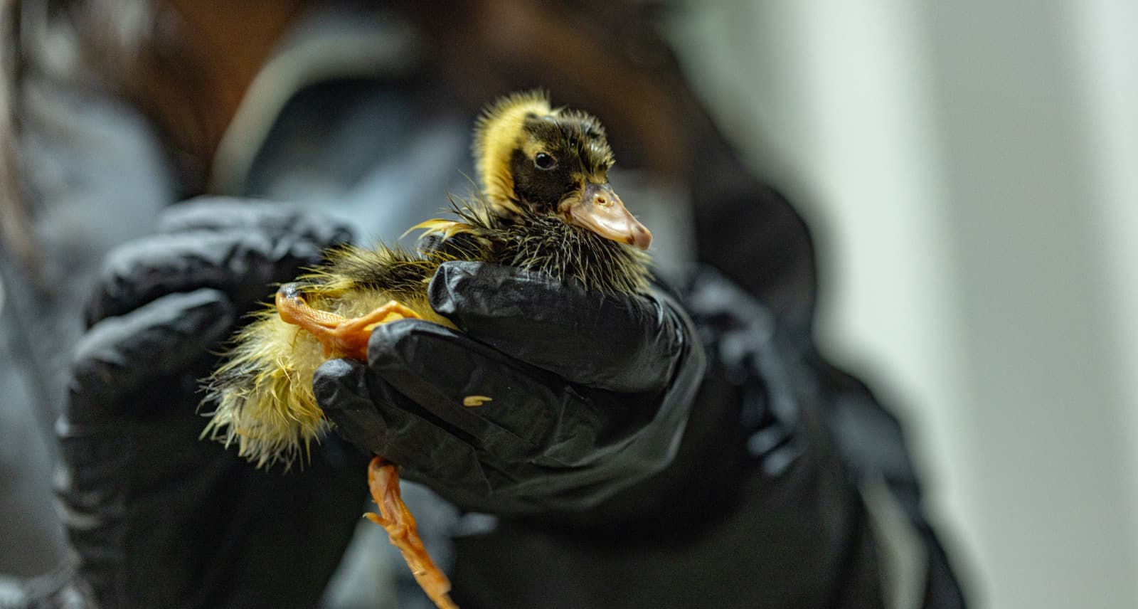 Maltrato animal en Bogotá_ Distrito 155 rescató animales en operativo