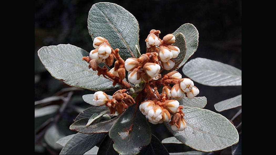 Imagen de las flores del manzanito de páramo