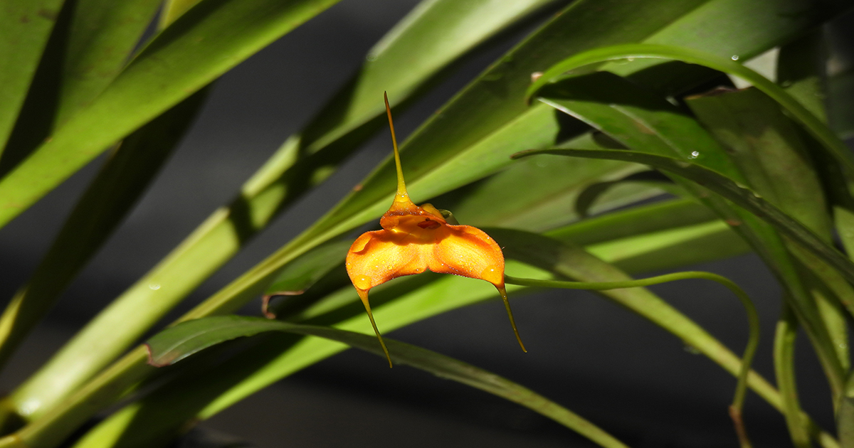 Masdevallia sp