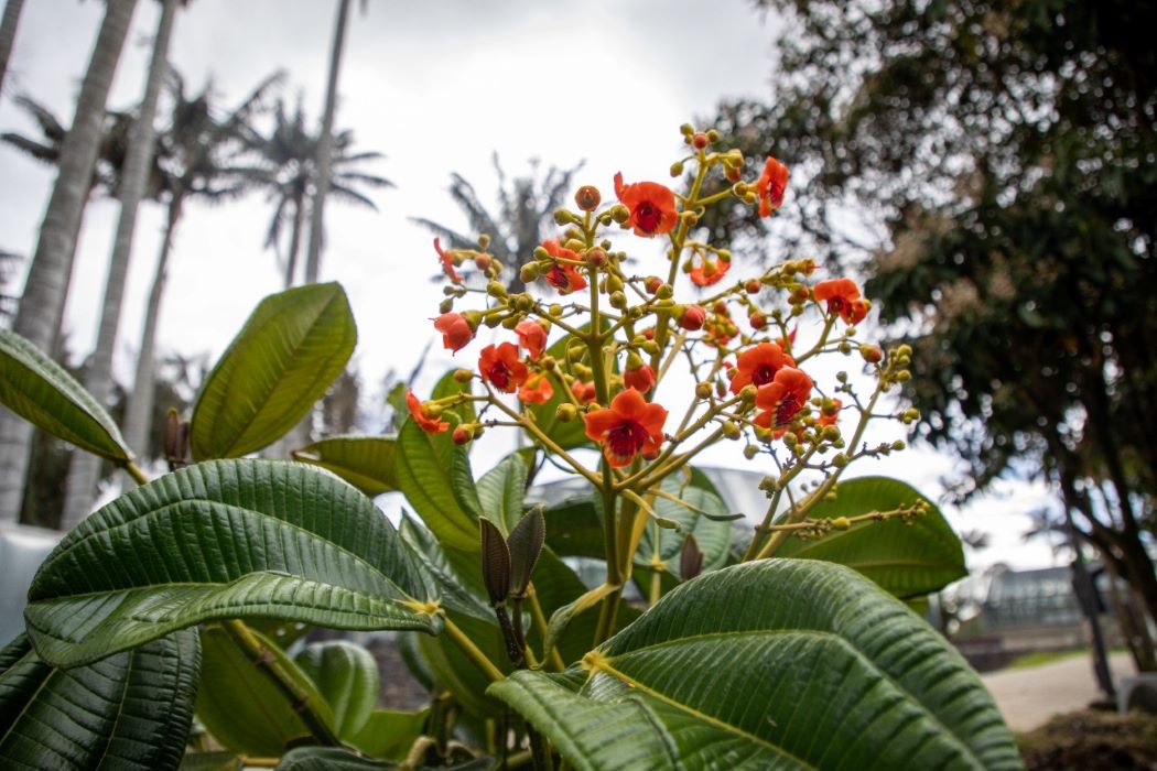 Imagen de la planta Meriana florecida