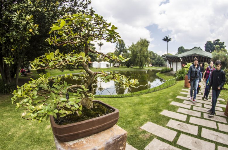 Jardín Botánico Bogotá - Exposición de Bonsái 