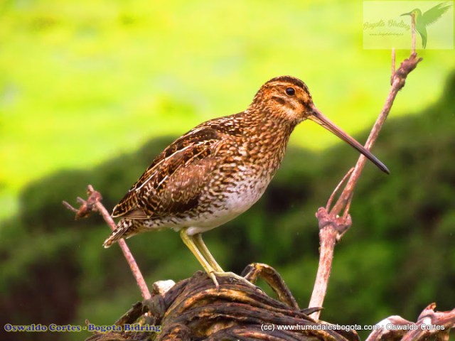 pajaro