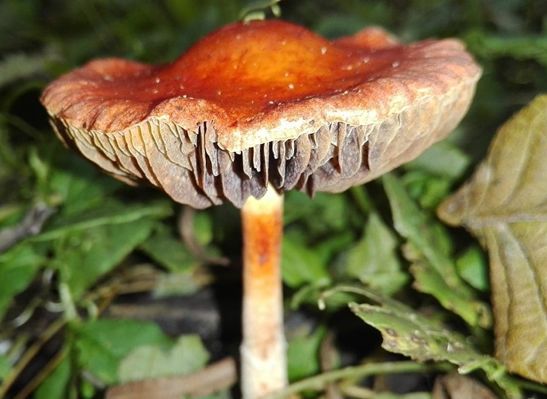 Exposición de hongos en el Jardín Botánico