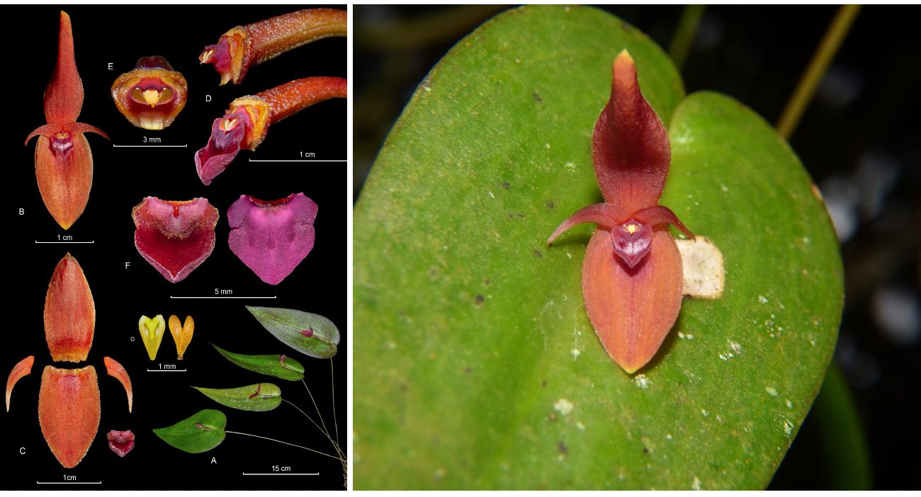 orquidea