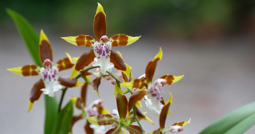 XXI Exposición Nacional de Orquídeas 